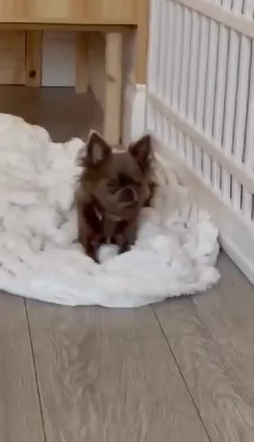 Chihuahua dogs for sale: Long haired lilac chihuahua girl - Video 2