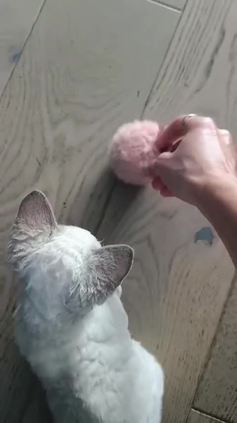 Devon Rex cats for sale: Blue Point Devon Rex Boy 💙 - Video 1