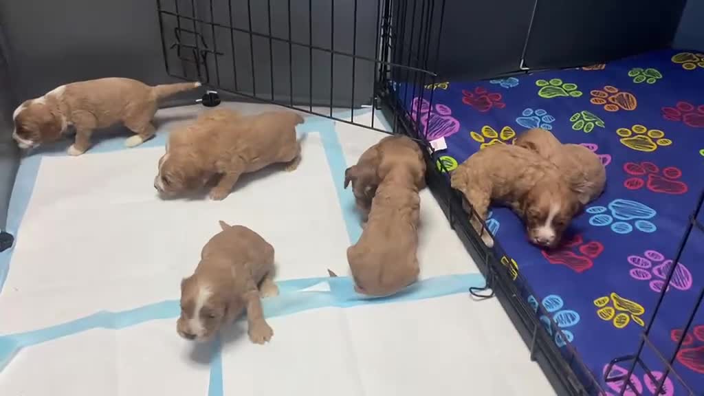 Cockapoo dogs for sale: Beautiful red F1 cockapoo pups  - Video 1