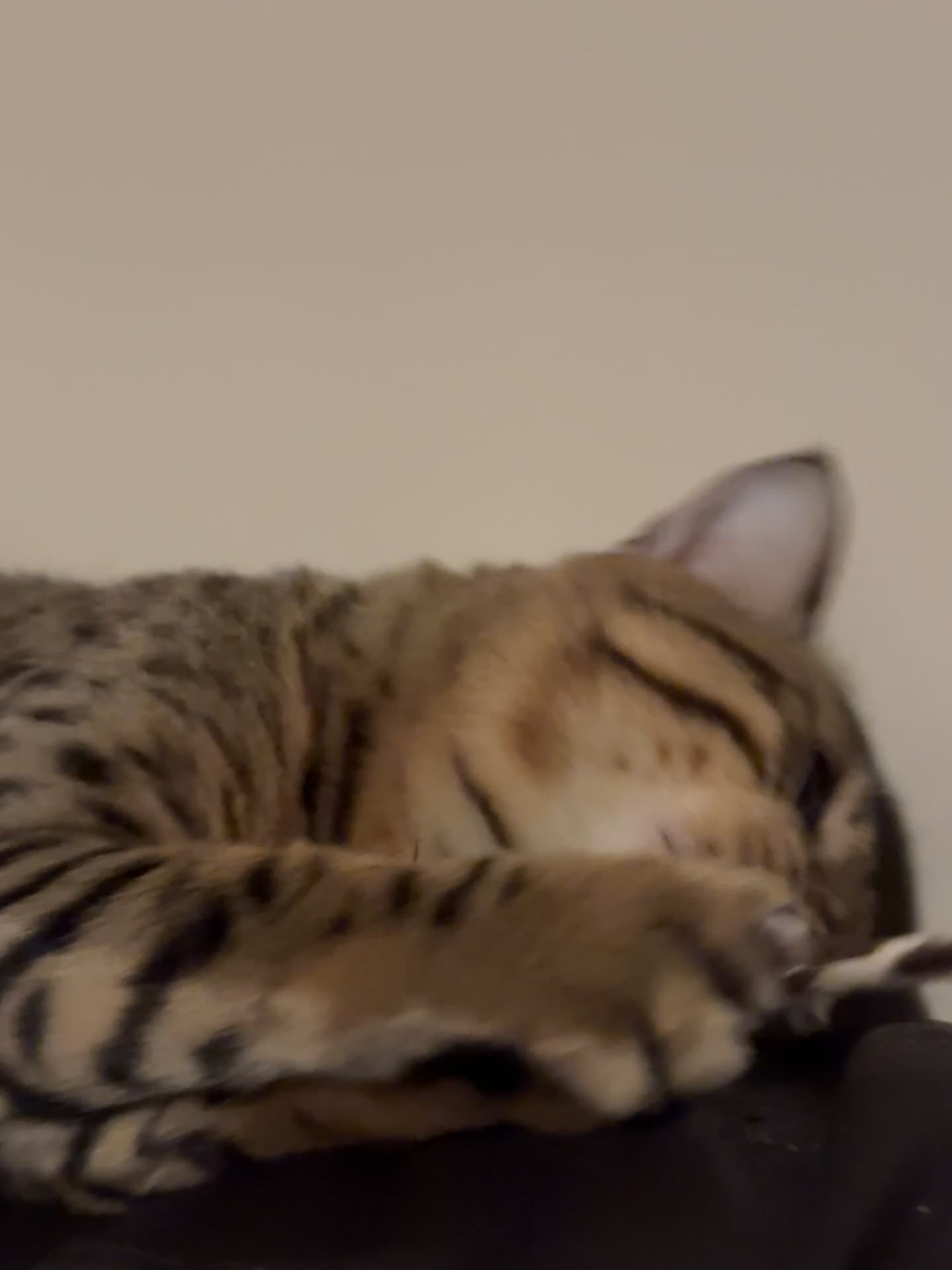 Bengal cats for sale: Bengal Male 2 Years Old – Friendly, Loving - Video 1