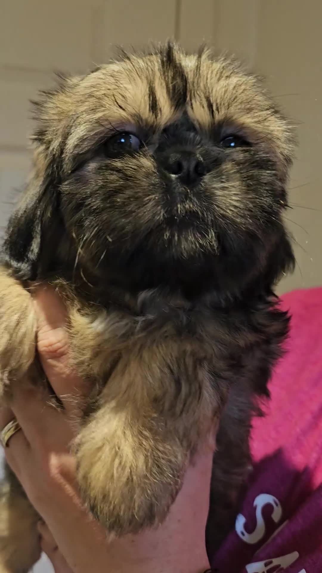 Shih Tzu dogs for sale:  💞 QUALITY STANDARD SHIH TZU 💕 - Video 1