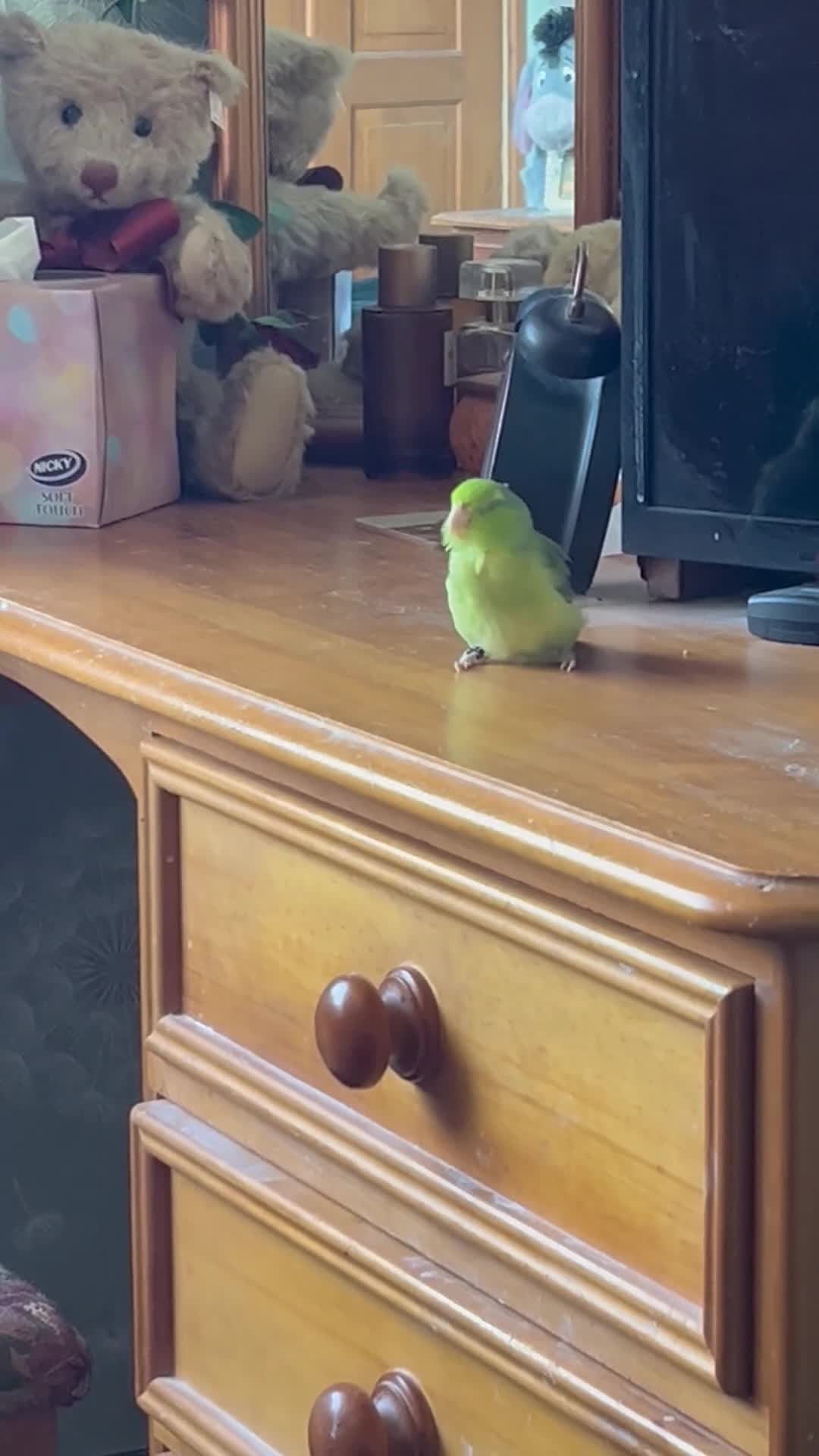 Parrots birds for sale: Parrotlet in Wakefield - Video 1