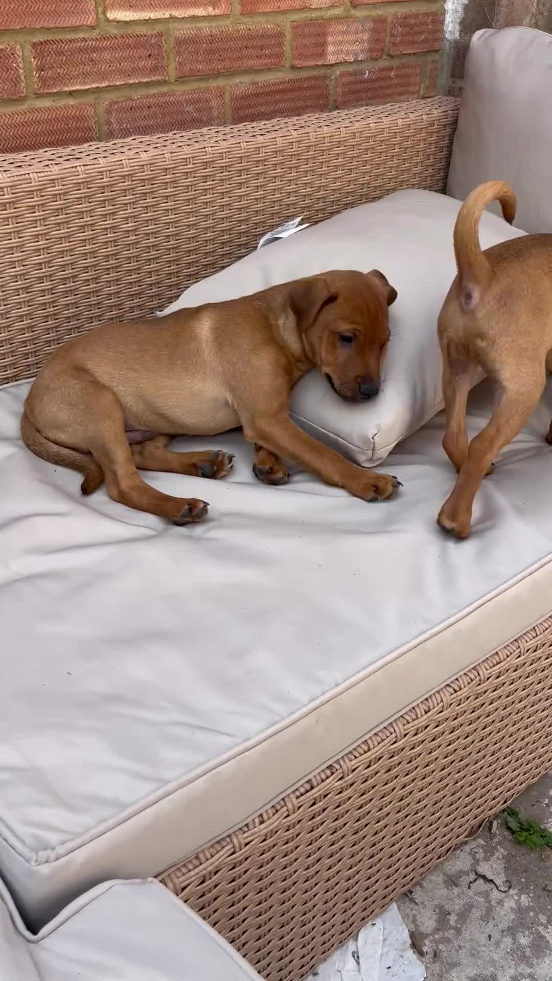 Mixed Breed dogs for sale: Stunning playful puppies  - Video 1