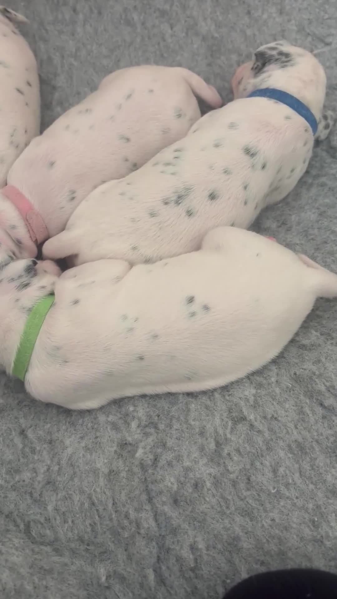 Dalmatian dogs for sale: 6 Beautiful Chunky Dalmatians born 27/5/25 in Stafford - Video 1
