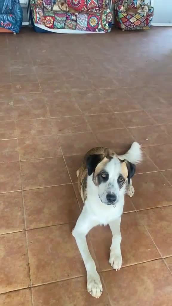 Mixed Breed dogs for adoption: 🐾 Meet Benji 😍😍 - Video 3