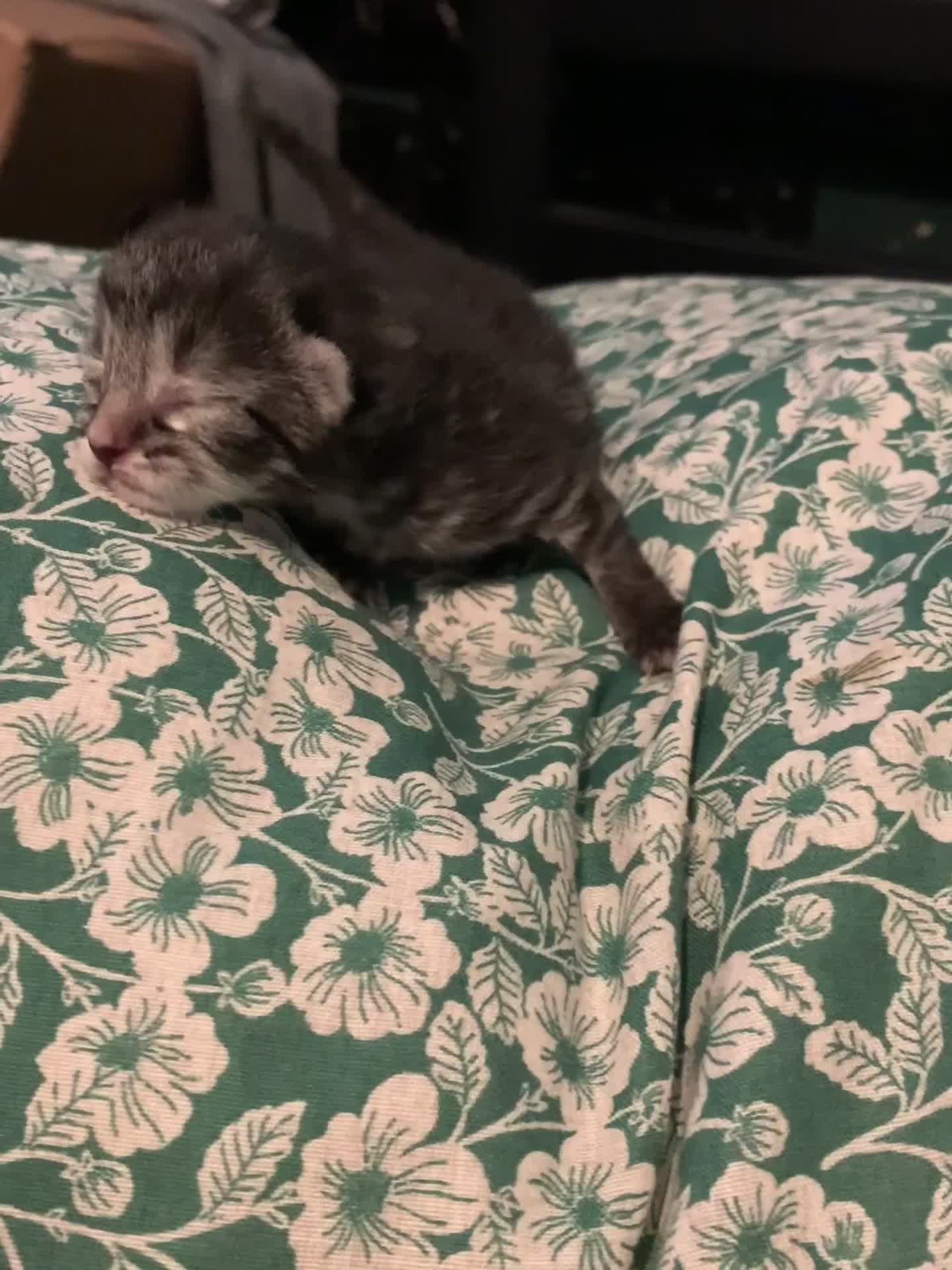 Siamese cats for sale: 🐾✨ White Siamese Maggir Became a Mum! ✨🐾 - Video 2