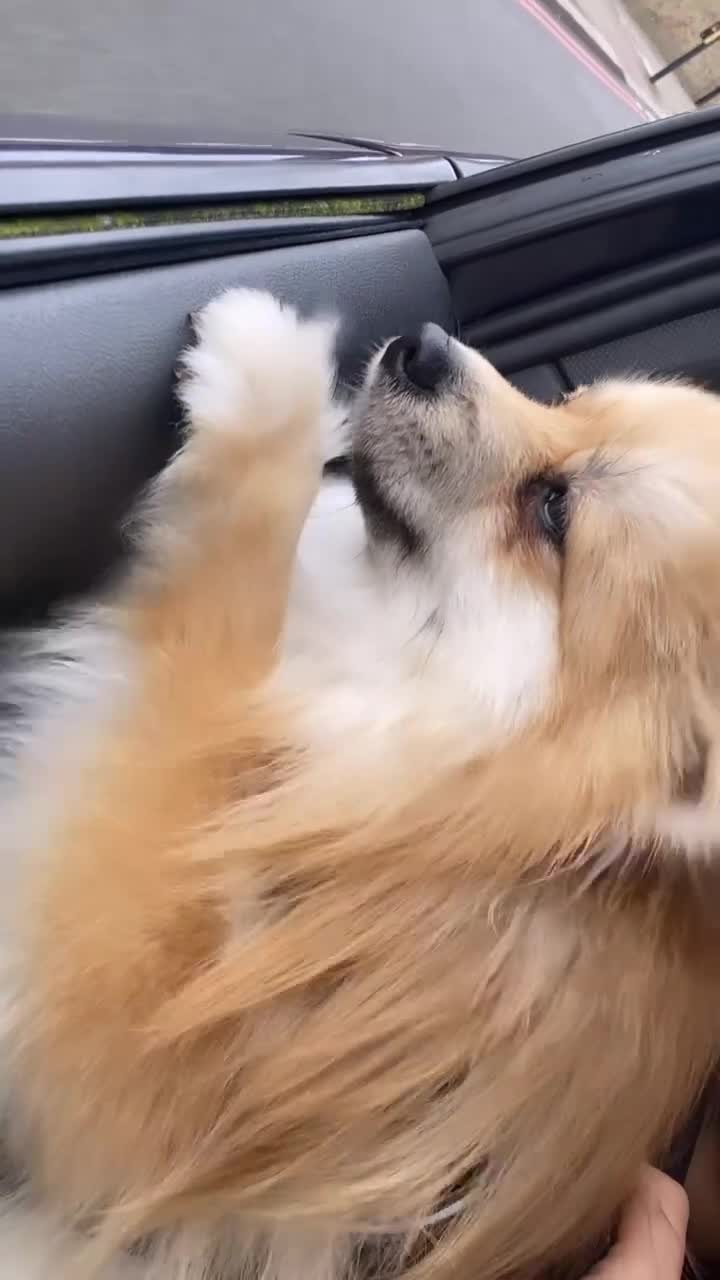 Pomeranian dogs for sale: Simba  - Video 1