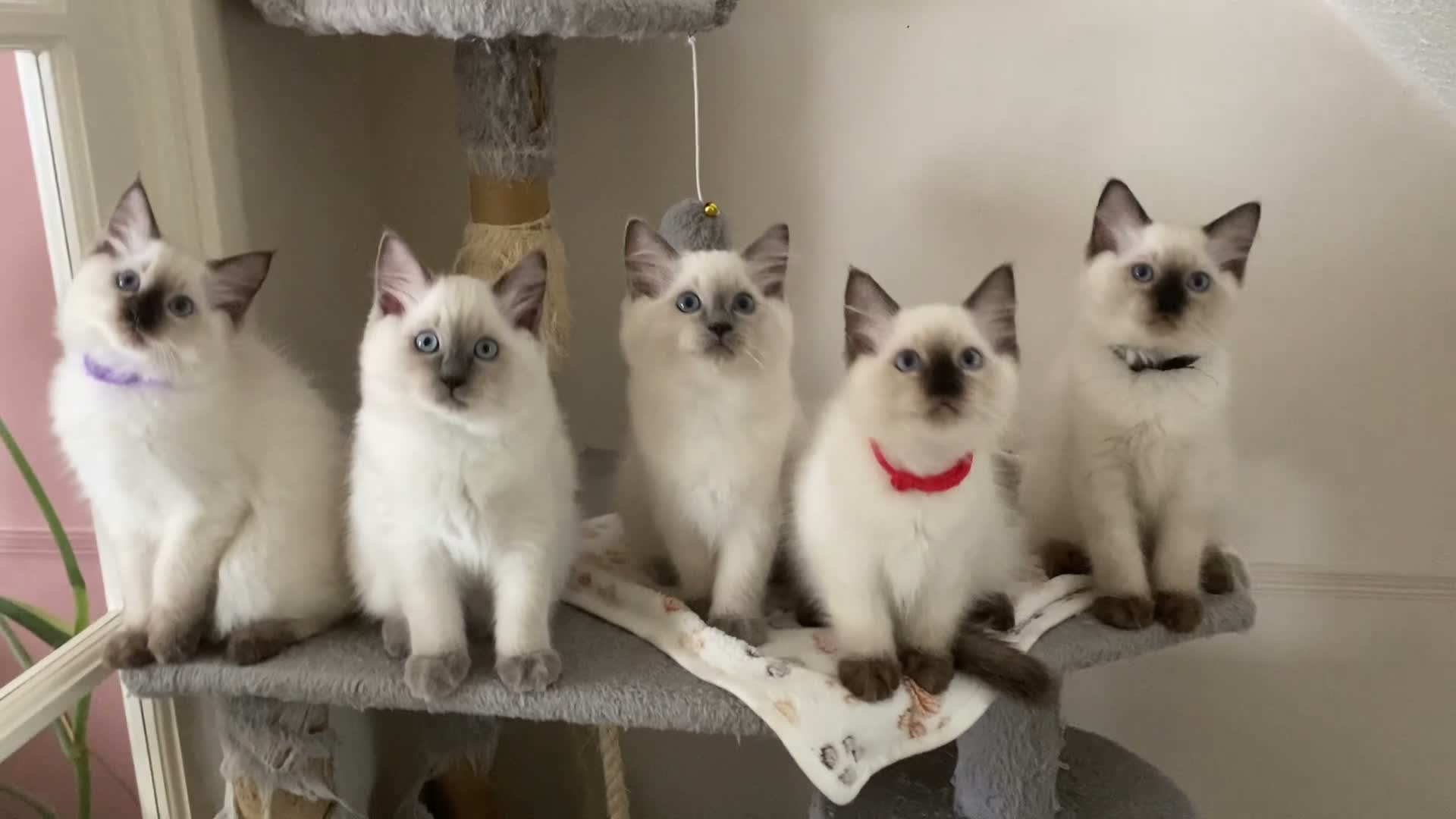 Ragdoll cats for sale: GCCF Ragdoll kittens - Video 4