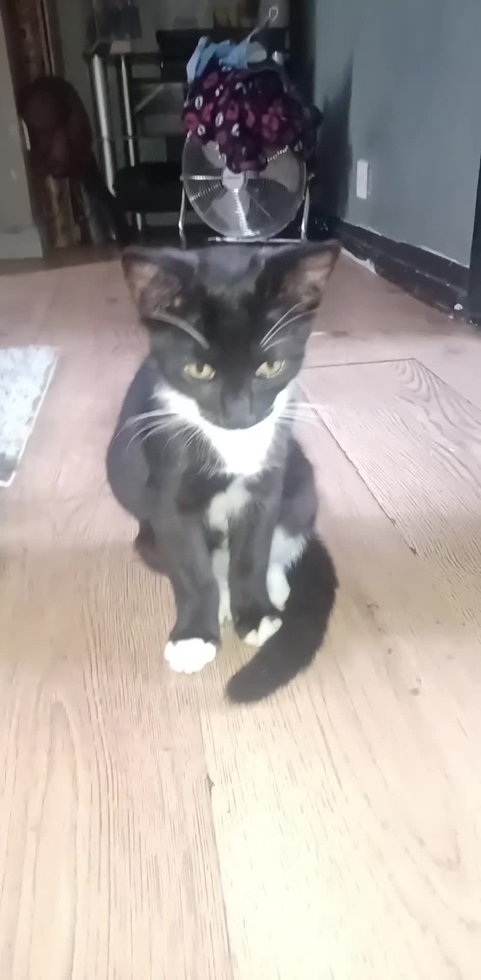 Maine Coon cats for sale: Maincoon baby's  - Video 3