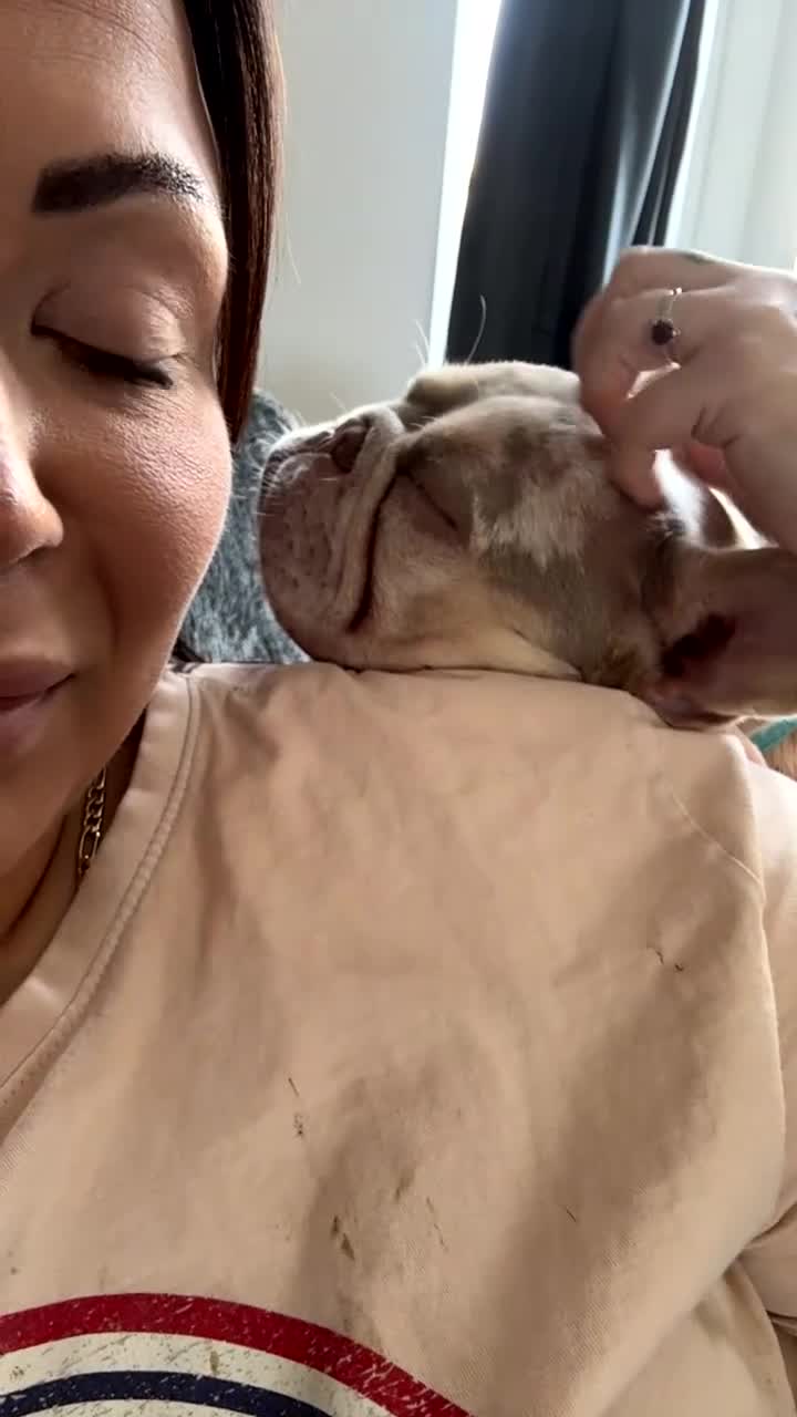 French Bulldog dogs for sale: Buddy 8month old in Bradford - Video 1