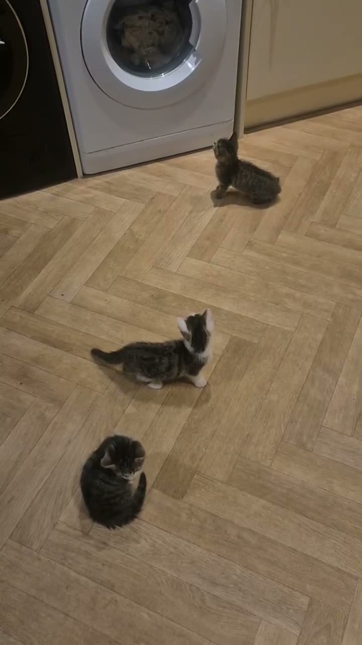 Mixed Breed cats for sale: 6 kittens * Ready Now * in Telford - Video 1