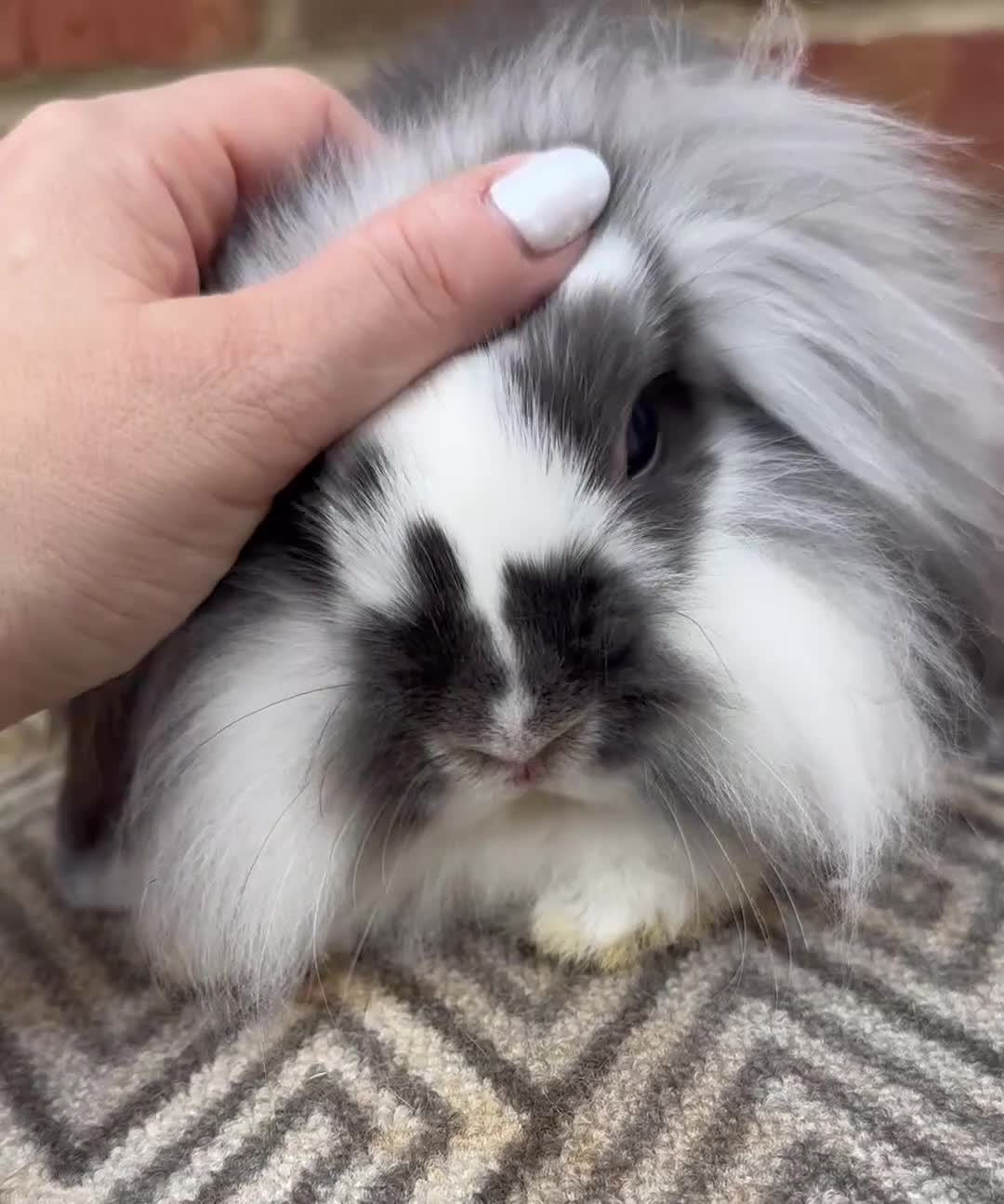 Mini Lop rabbits for sale: 2 Beautiful single mane boys  - Video 2