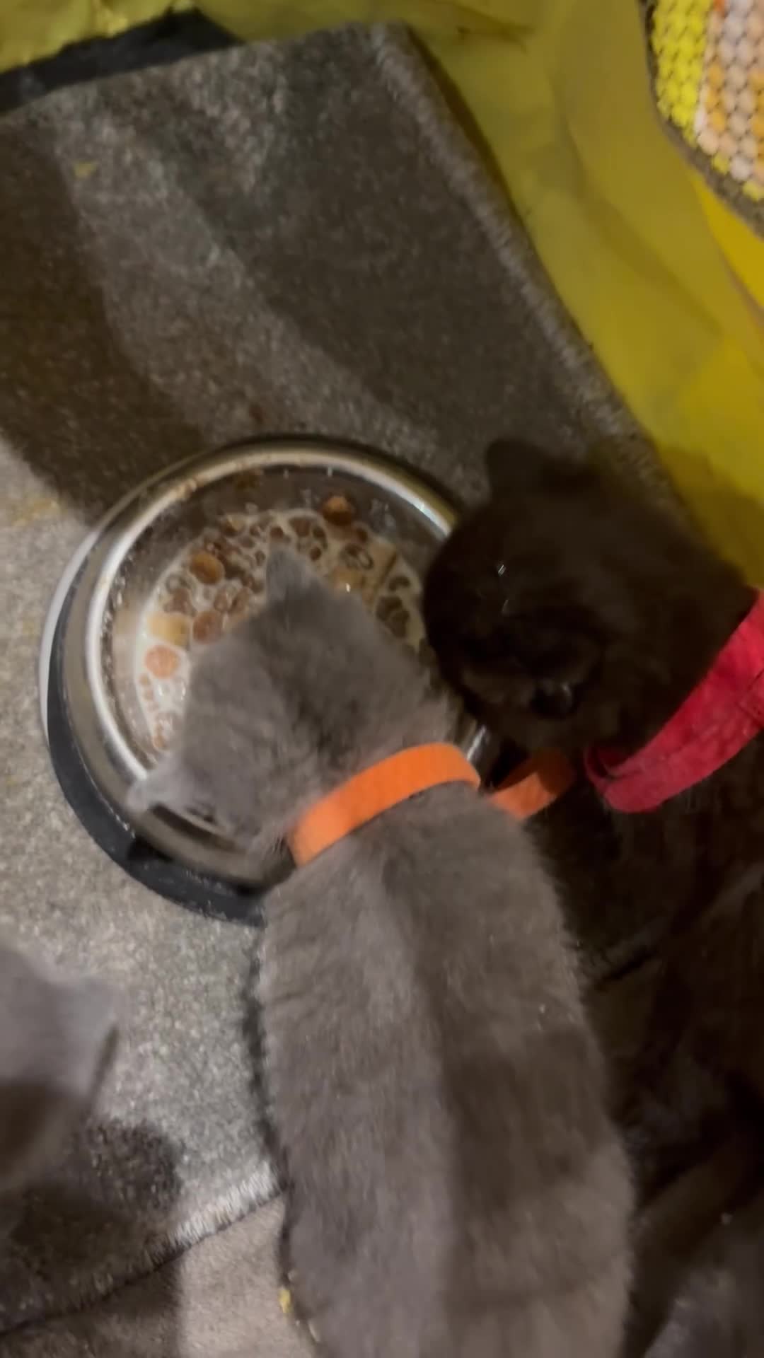 British Shorthair cats for sale: British Shorthair kittens grey/chocolate colours - Video 1
