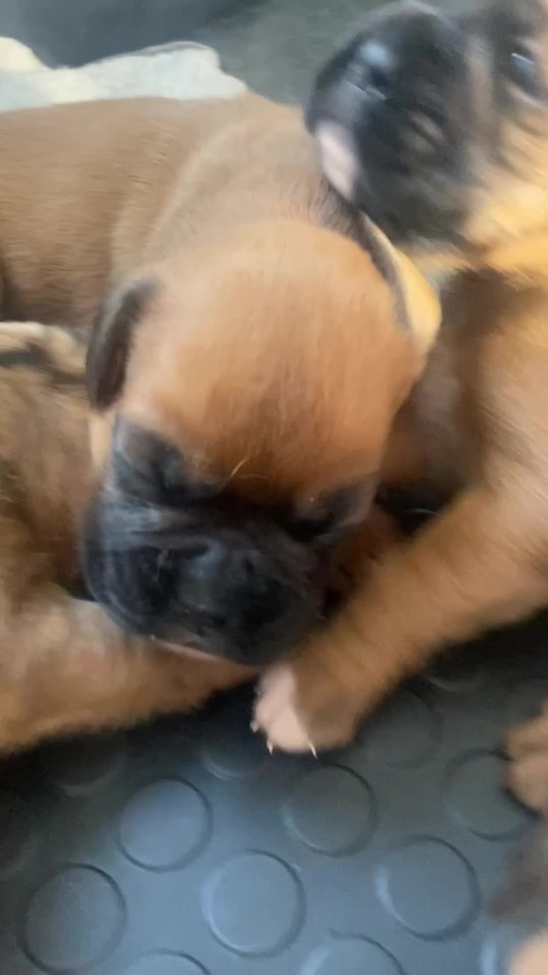 Boxer dogs for sale: 27 Champion bloodline boxers due 14th October  - Video 1