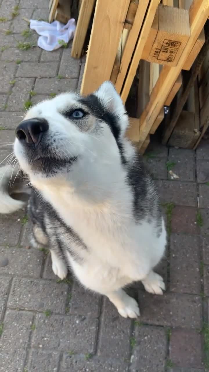 Siberian Husky dogs for sale: 4 year old Siberian  husky  - Video 3