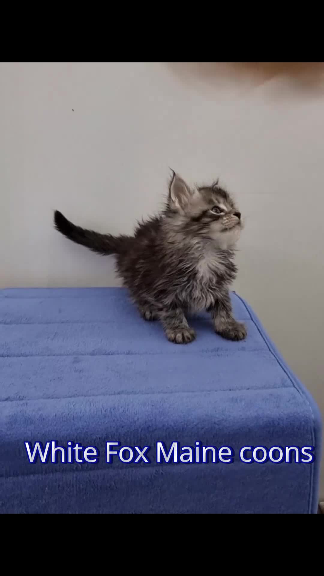 Maine Coon cats for sale: GCCF Pedigree Maine Coon Kittens  - Video 1