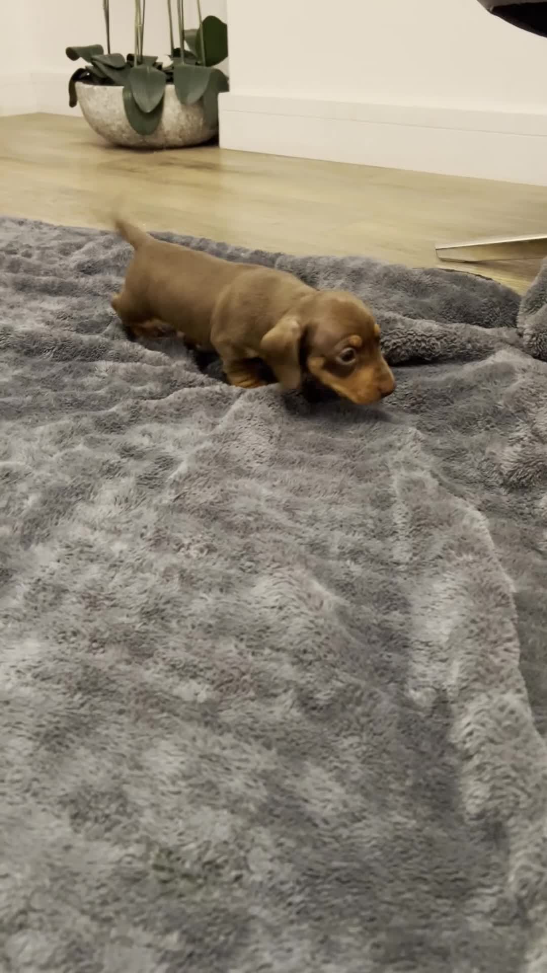 Miniature Dachshund dogs for sale: Miniature dachshunds - 2 little boys available - Video 1