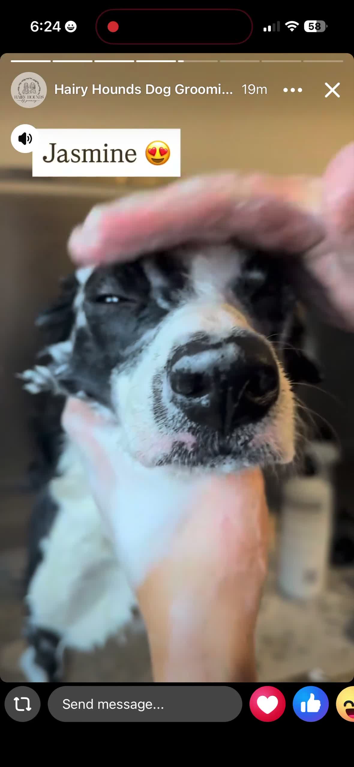 Border Collie dogs for sale: Jasmine 3years old  - Video 2