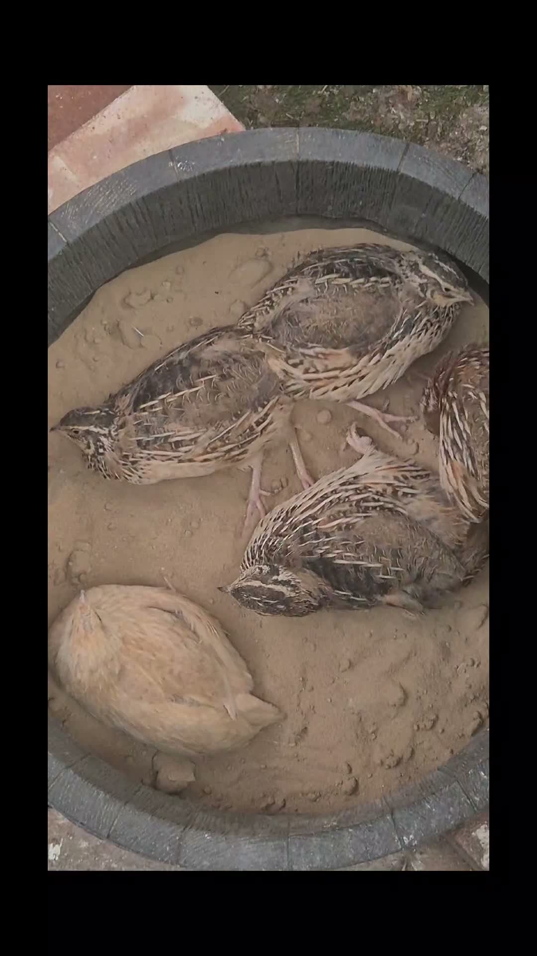 Quail poultry for sale: Soon to be available coturnix quail chicks.  - Video 1