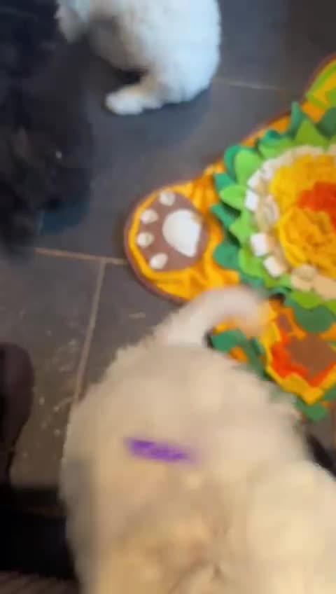 Maltipoo dogs for sale: Fully dna tested Maltipoos  - Video 4