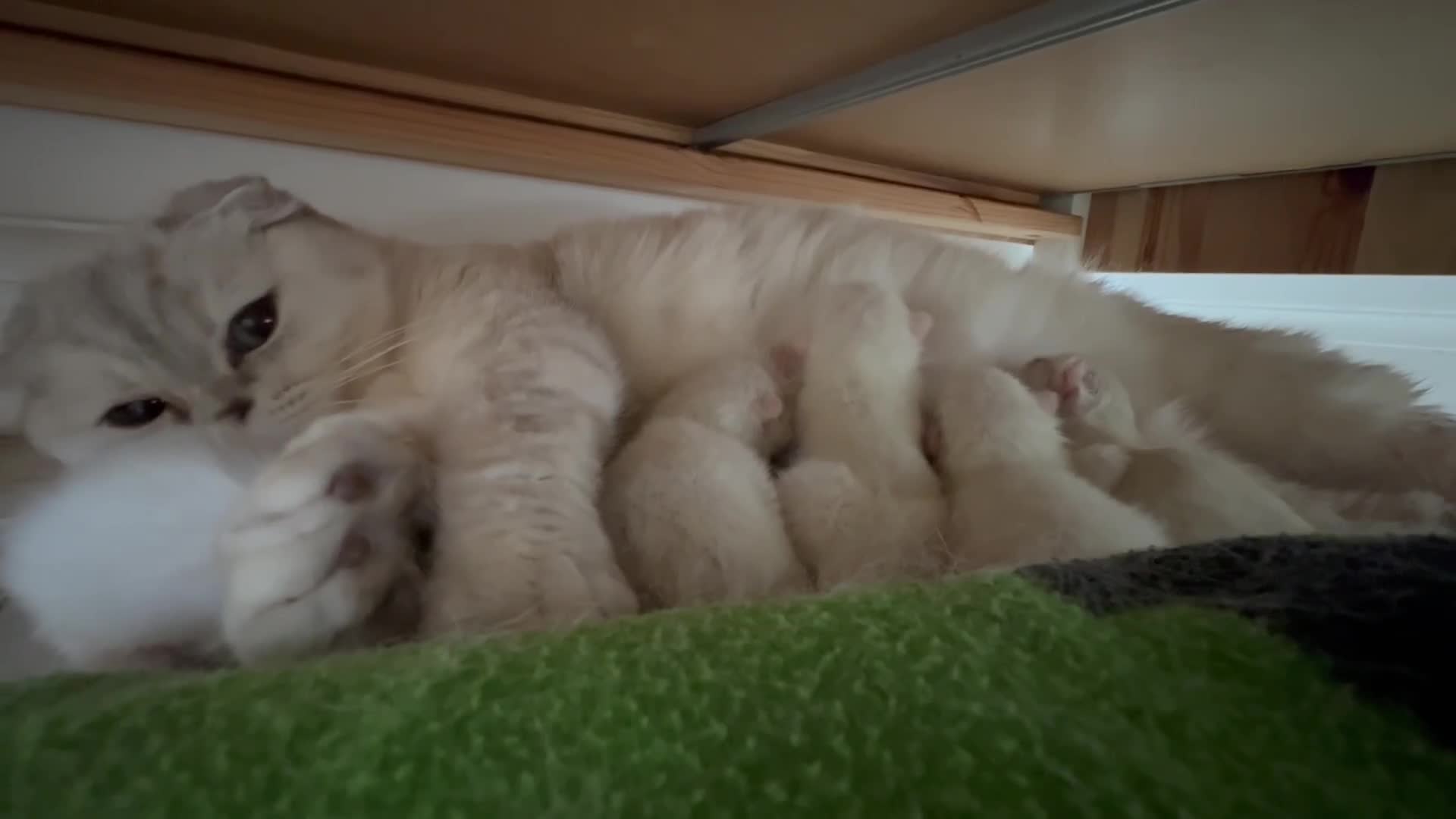 Scottish Fold cats for sale: White Scottish Fold - Video 1
