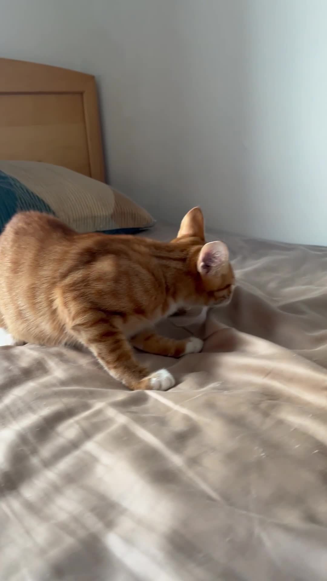 Mixed Breed cats for sale: Price: £30 - 6 multiple breeds of kitten  in Oldham - Video 4