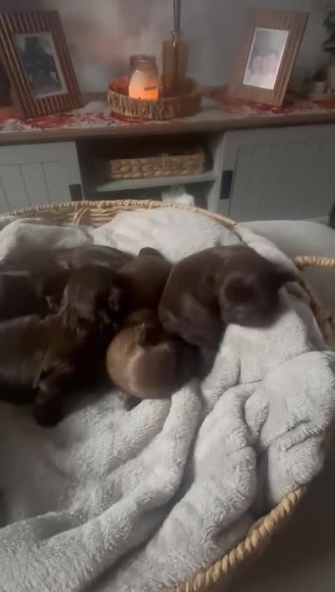 Shih Tzu dogs for sale: Chocolate imperial shih tzu karashishi line  - Video 1