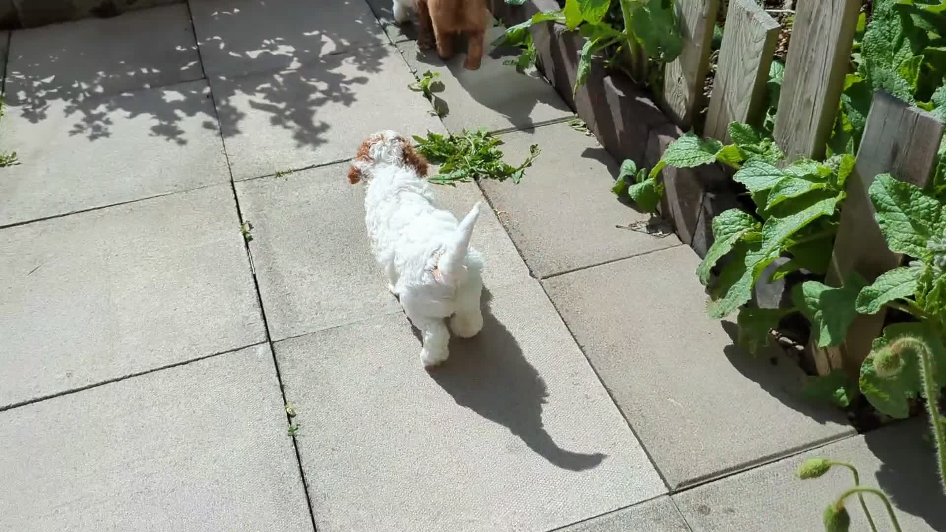 Cavapoo dogs for sale: All puppies reserved. - Video 4