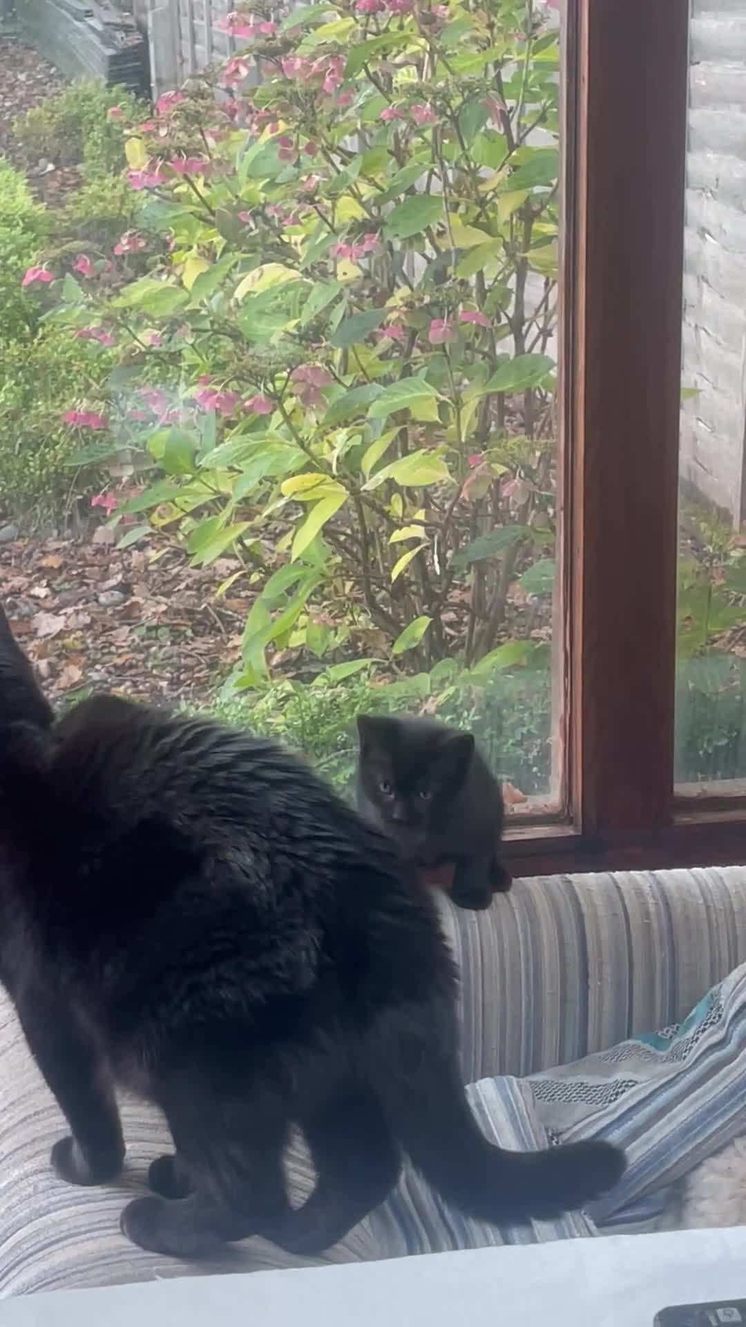 Mixed Breed cats for sale: Little kittens for sale - Video 3