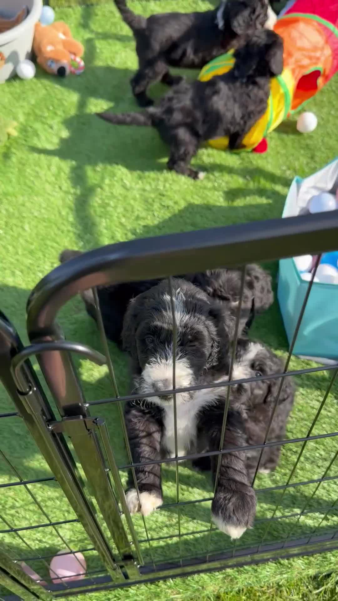 Sheepadoodle dogs for sale: F1 Sheepadoodle Puppies | 5* Licensed Breeder - Video 4