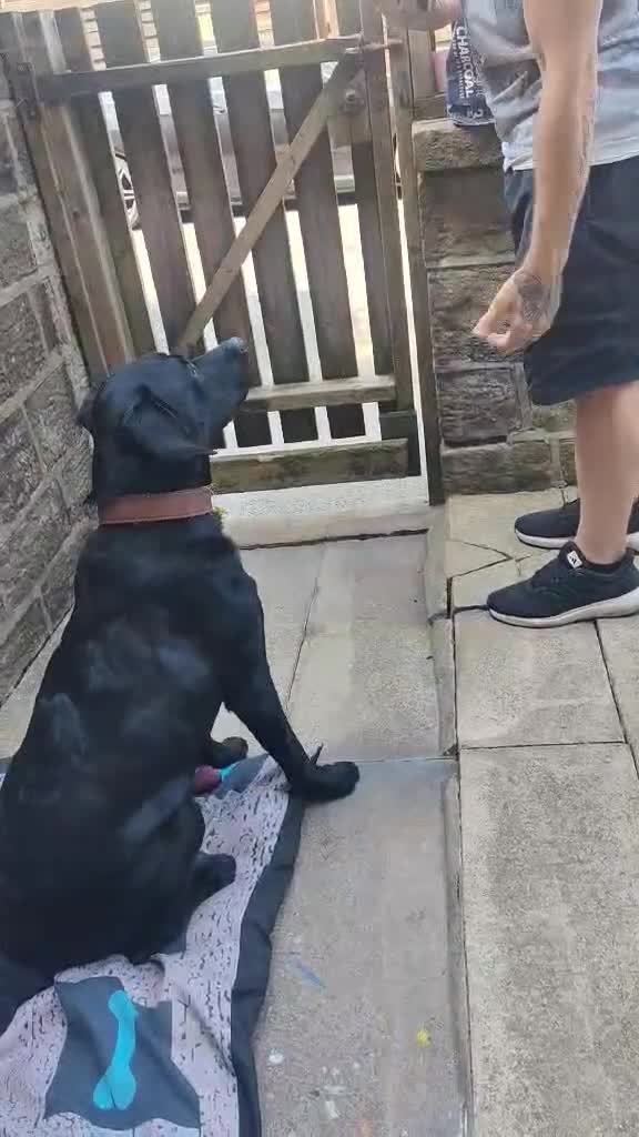 Labrador Retriever dogs for sale: Milo is looking for a new home  - Video 1