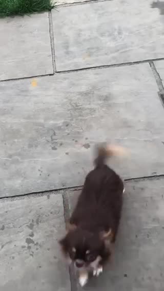 Chihuahua dogs for stud: Extra tiny chocolate and tan stud dog DNA tested in Rotherham - Video 1