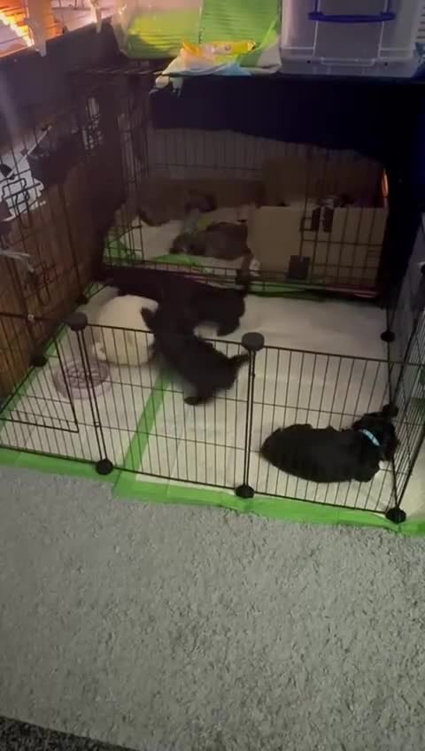 Malshi dogs for sale: Beautiful malshi puppies  - Video 3