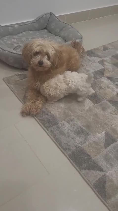 Maltipoo dogs for sale: Stunning maltipoo puppy for sale  - Video 1