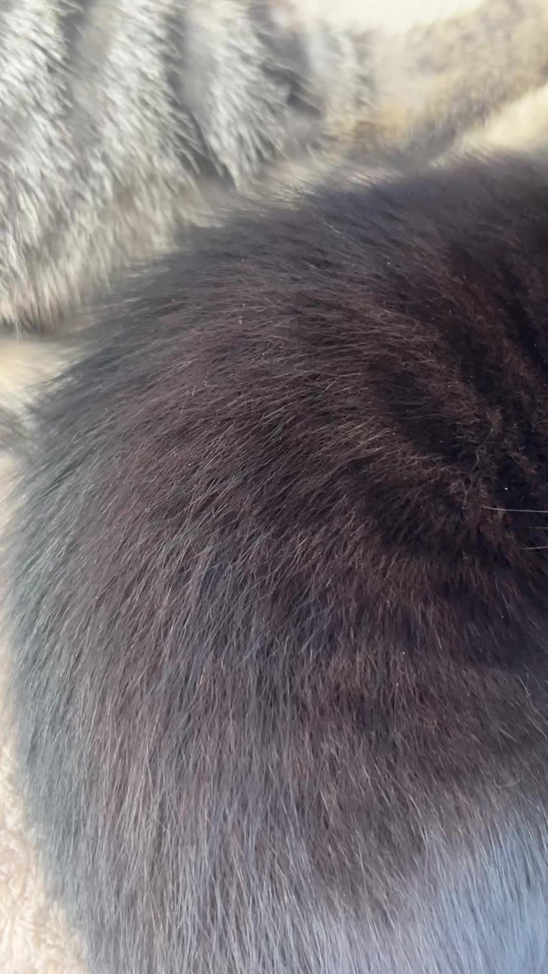 Bengal cats for sale: 4 kittens bengal mum, Russian blue dad  - Video 1