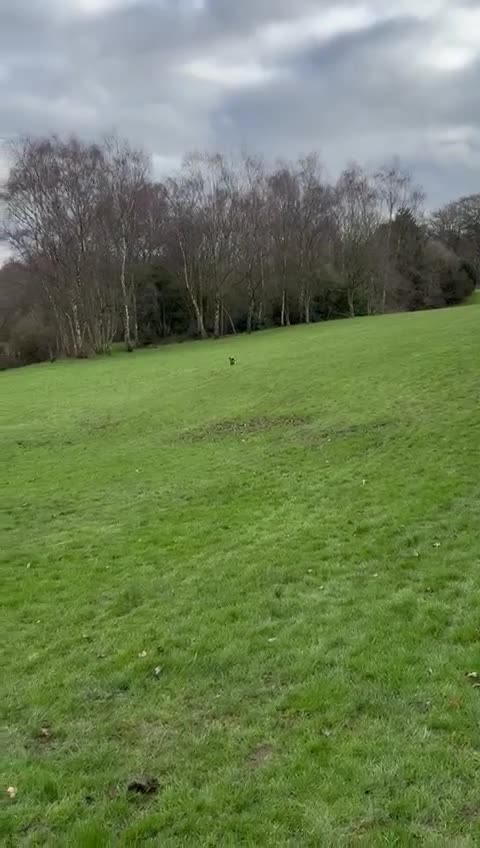 Cocker Spaniel dogs for sale: Cocker Spaniel Puppy  - Video 3