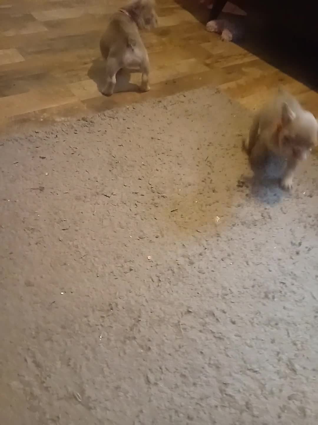 French Bulldog dogs for sale: 6 beautiful Isabella and tan  - Video 2