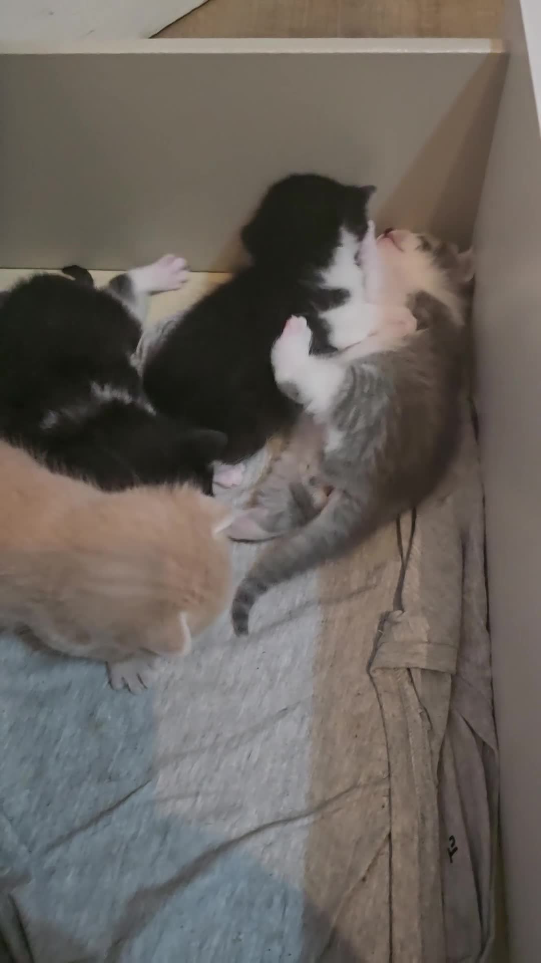 British Longhair cats for sale: Miki  - Video 1