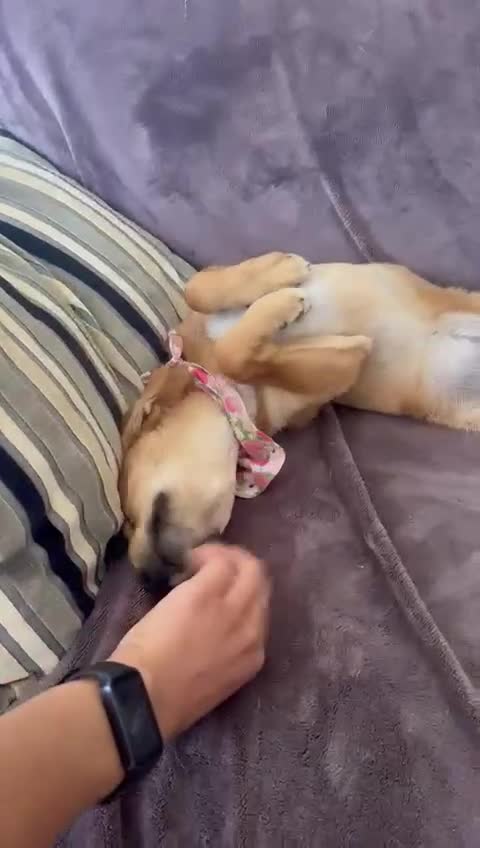 Mixed Breed dogs for adoption: Tranquil Trudie - Video 1