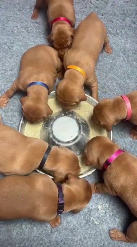 Hungarian Vizsla dogs for sale: 1CHUNKY DEEP RED HUNGARIAN VIZSLA GIRL PUPPY LEFT - Video 5