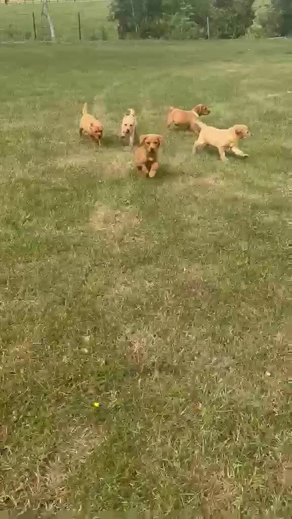 Labrador Retriever dogs for sale: 5 Gorgeous Labrador Puppies  - Video 1