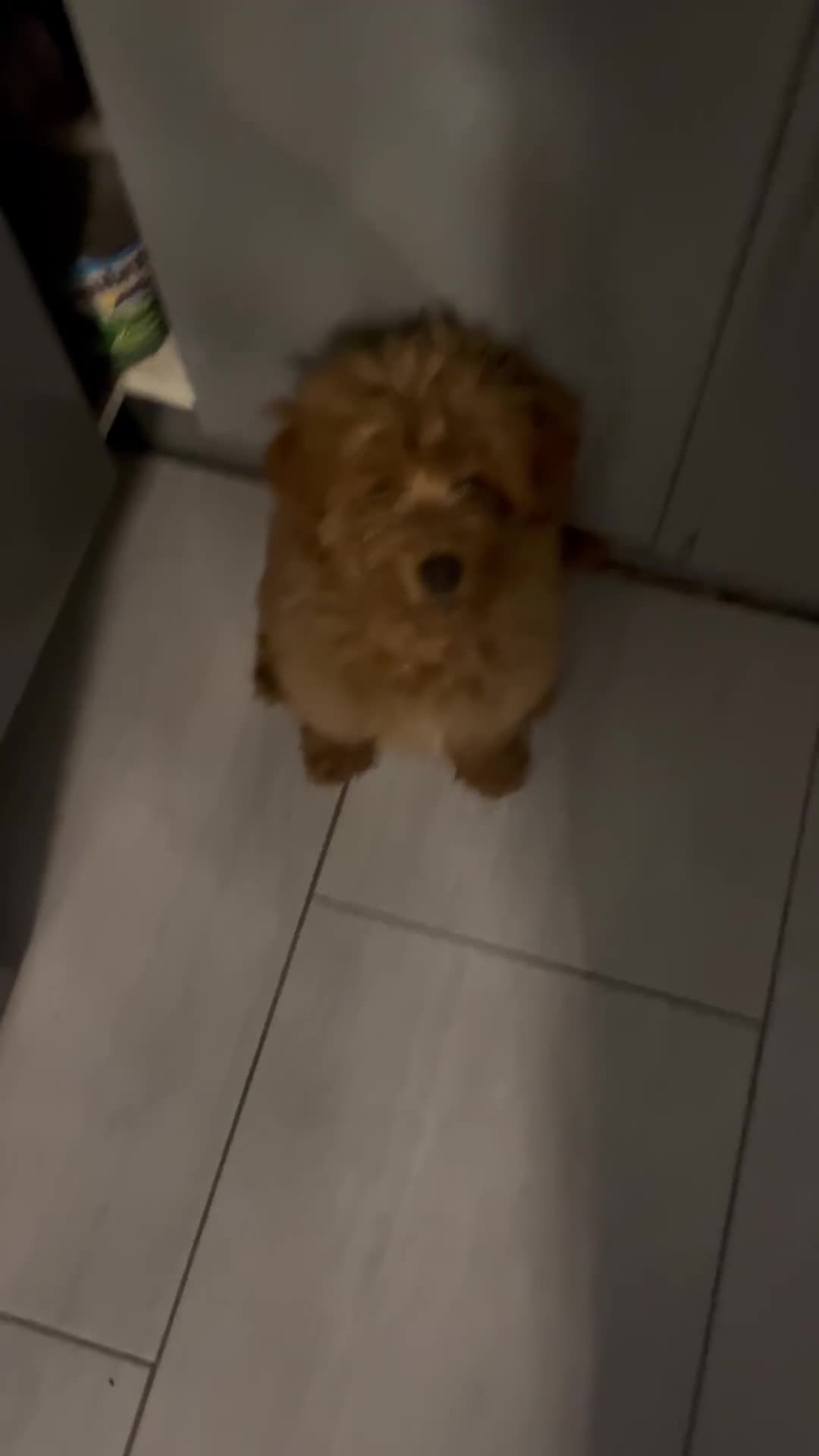 Miniature Poodle dogs for sale: 🐶 Miniature Poodle Puppies! 🐾 - Video 3