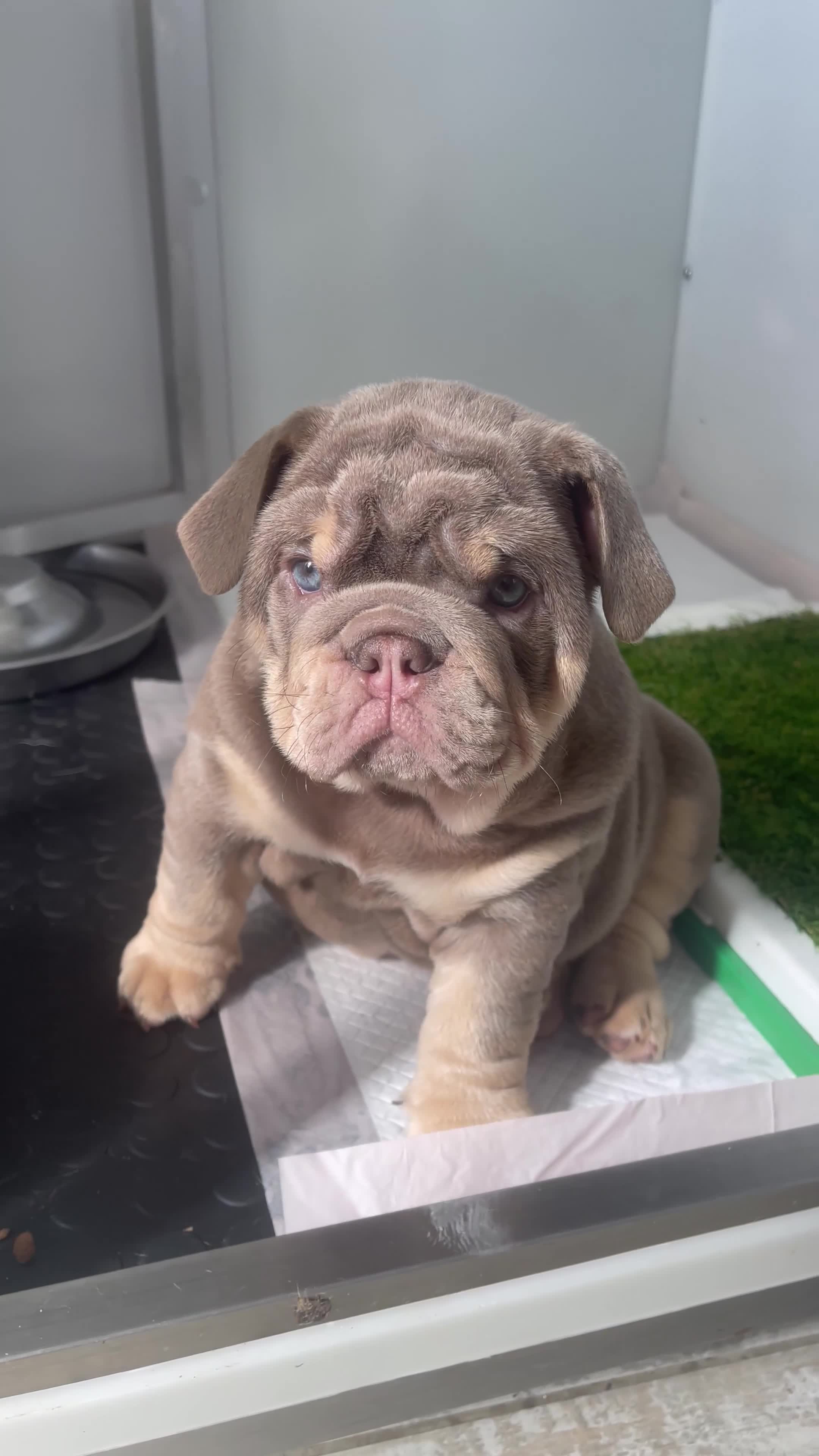 English Bulldog dogs for sale: British bulldog  - Video 2