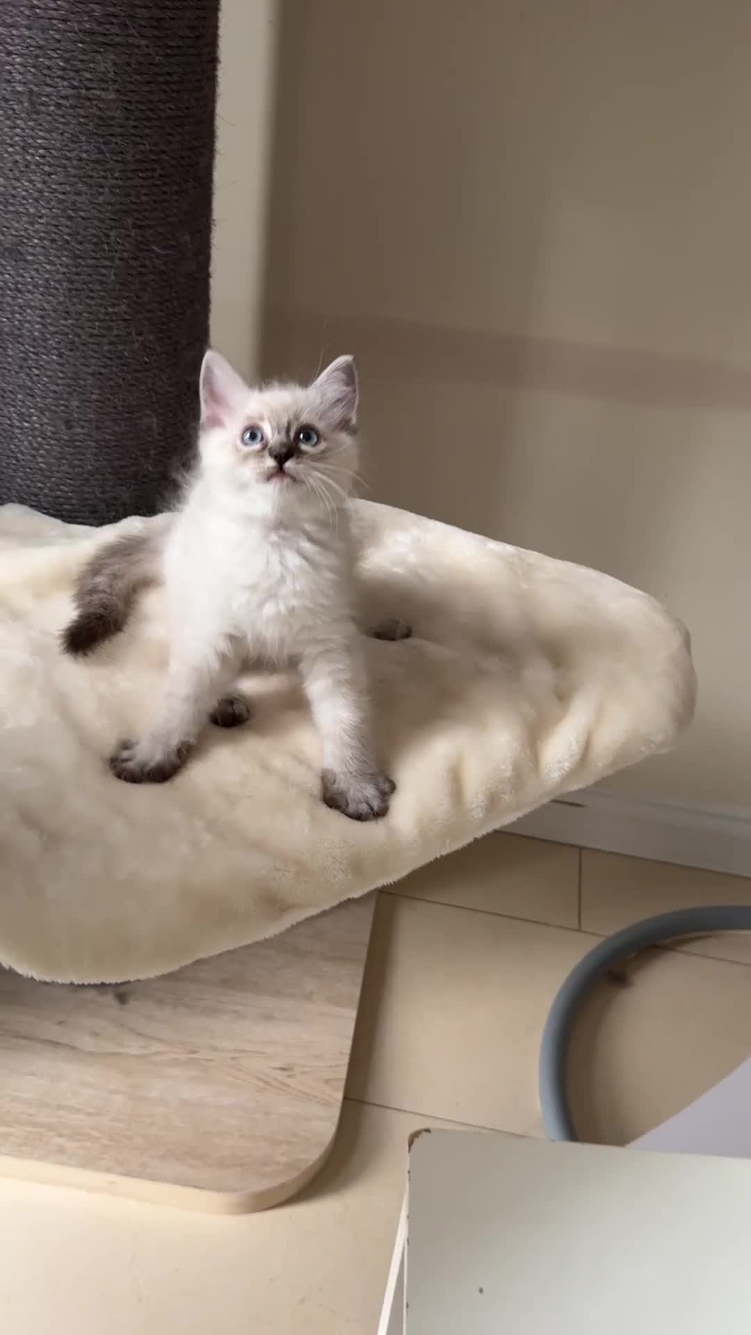 Ragdoll cats for sale: Stunning GCCF reg ragdoll kittens available now  - Video 2