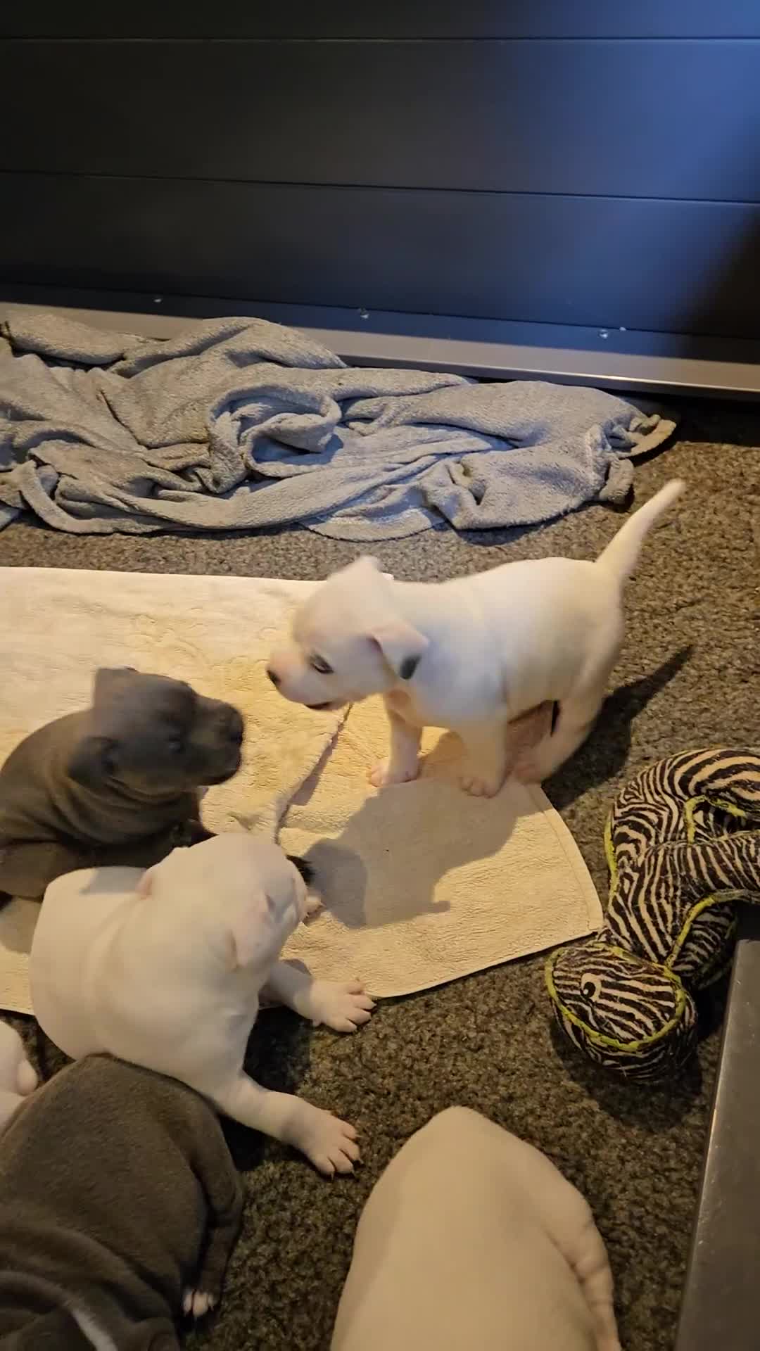 Staffordshire Bull Terrier dogs for sale: VERY RARE WHITE BLUE PIED & BLUE/WHITE SBT'S - Video 1