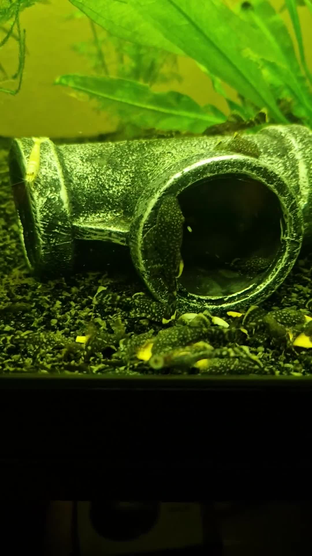 Plecos fish for sale: Bristlenose Plecos - Video 1