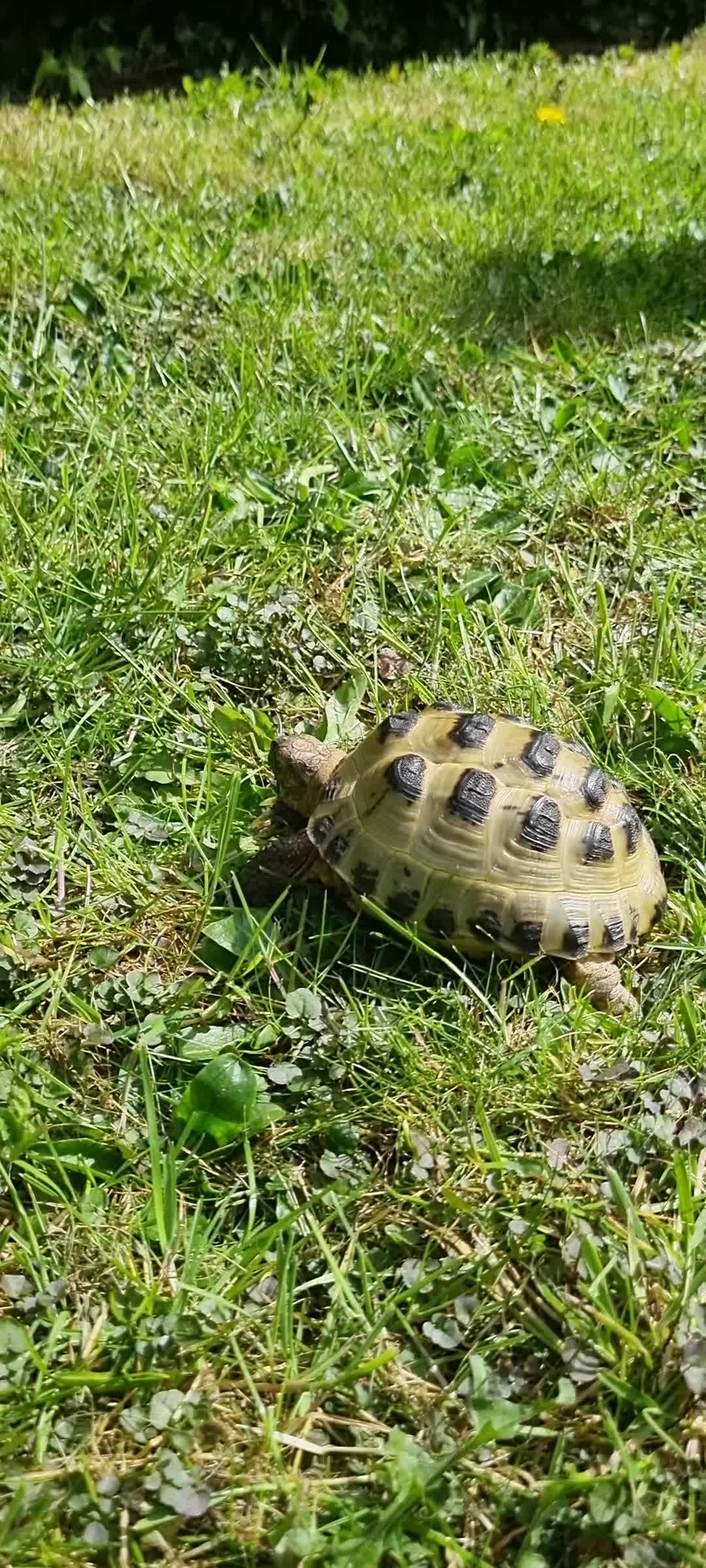 Tortoise reptiles for sale: Two Horsefield Tortoises (1 Male 1 Female) - Video 1