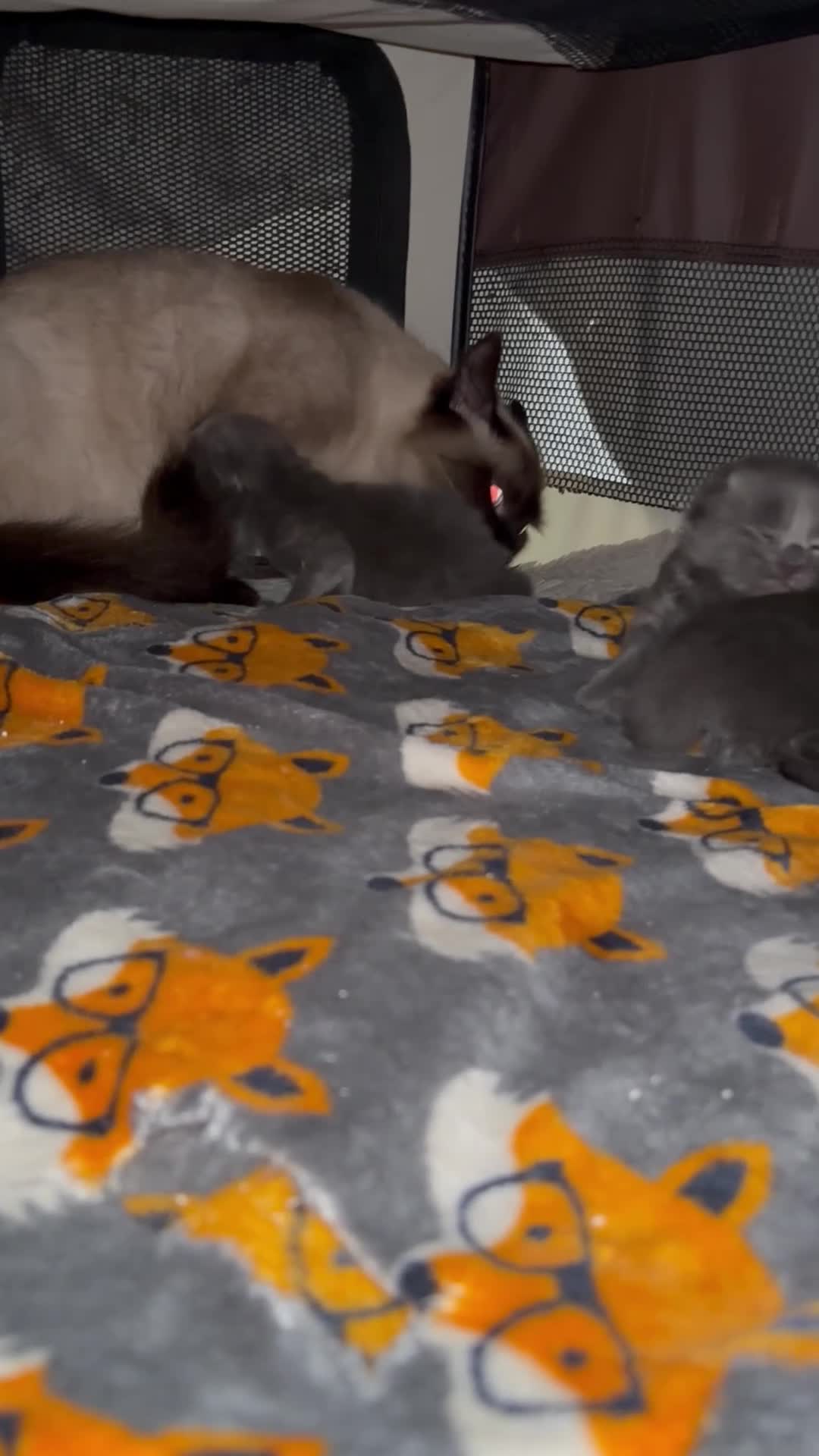 Maine Coon cats for sale: Maincoon x blue smoke in Southampton - Video 2