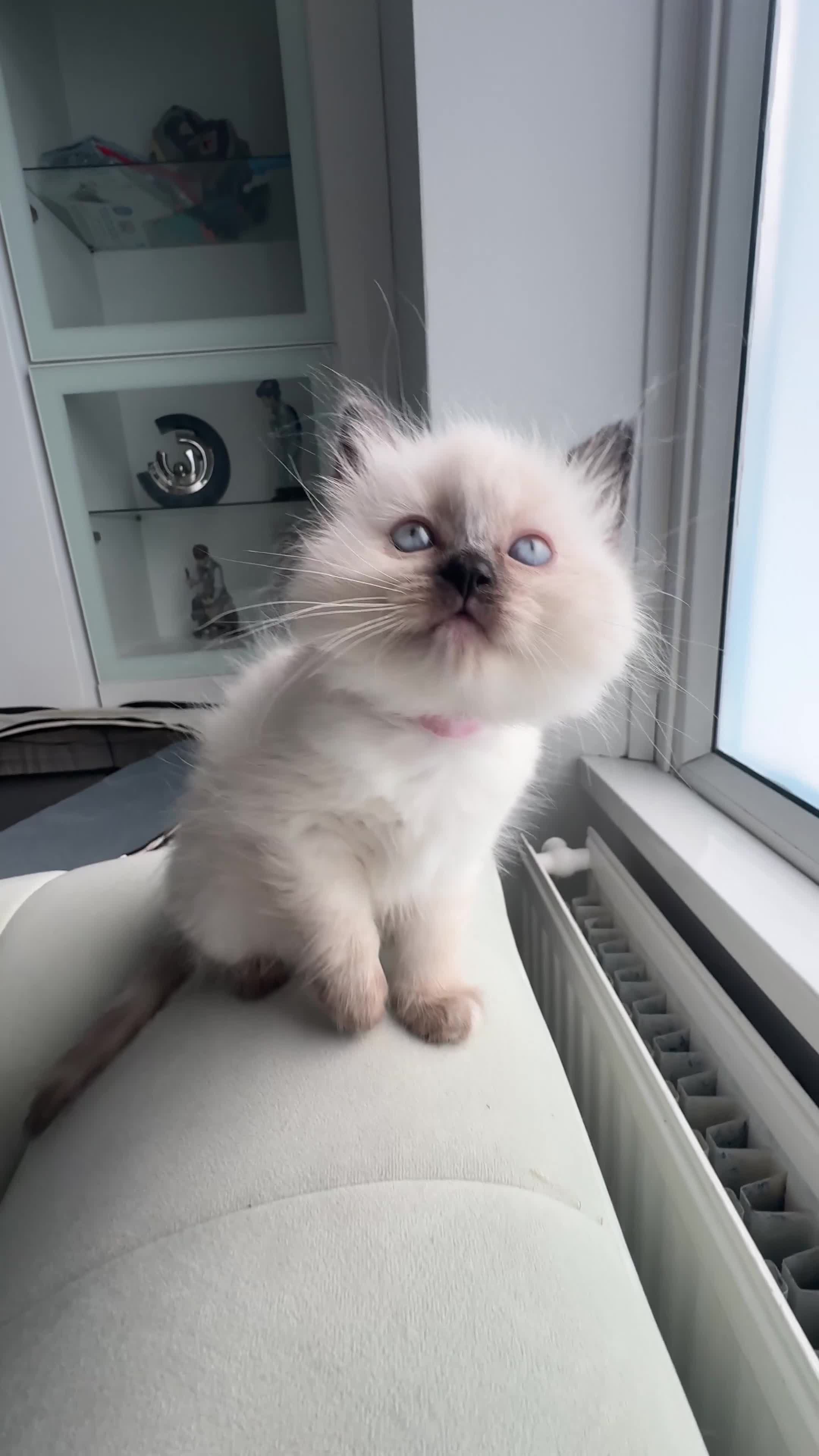 Ragdoll cats for sale: 2 Beautiful Ragdoll Girl Kittens - Video 3