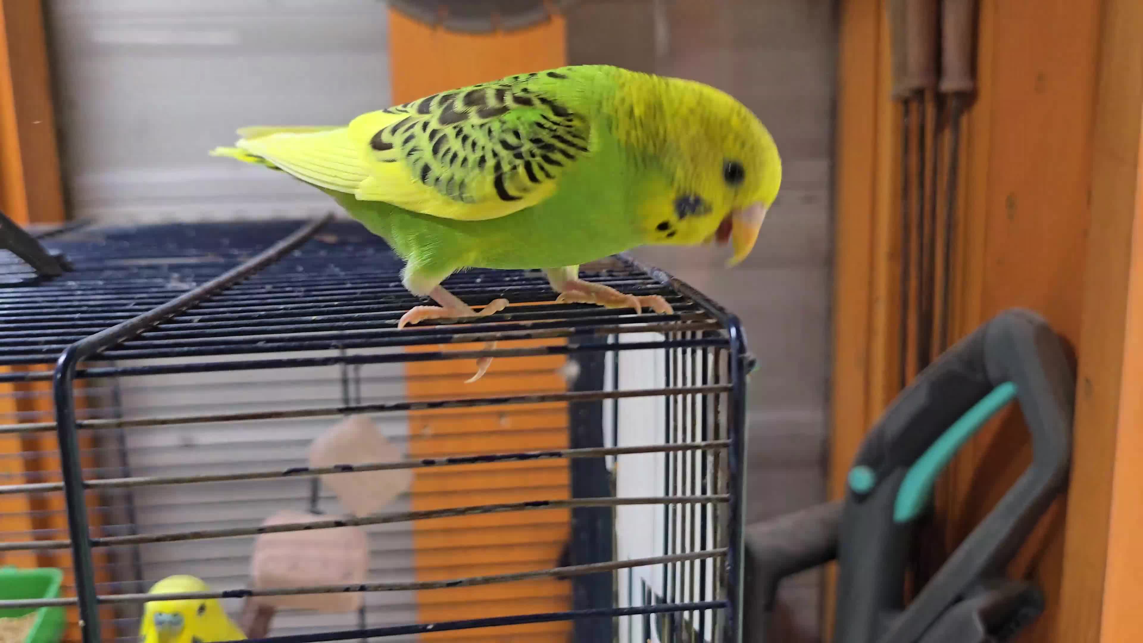 Budgerigars birds for sale: Two budgerigars for sale. - Video 2
